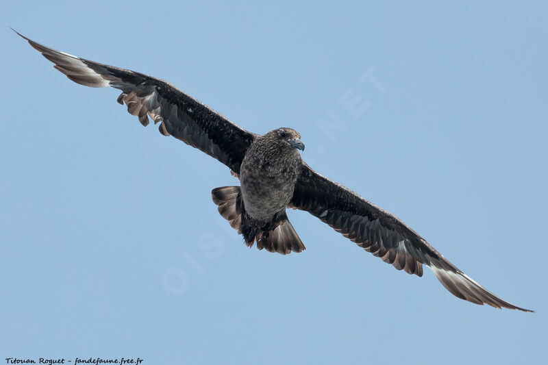 Great Skua