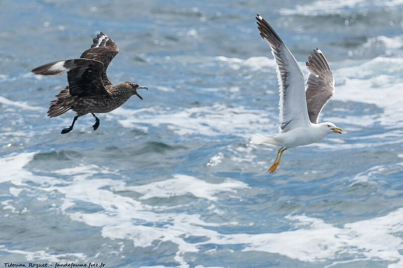 Great Skua