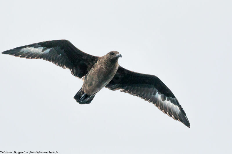 Great Skua