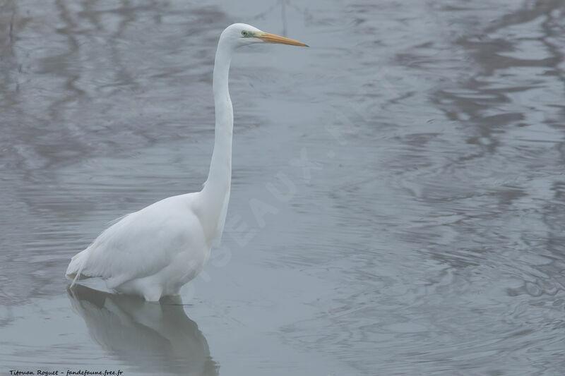 Great Egret