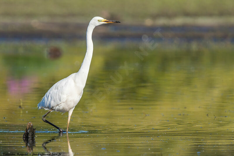 Great Egret