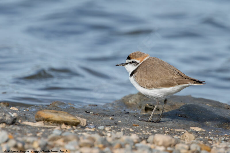 Kentish Plover male adult breeding, identification, close-up portrait, aspect, pigmentation