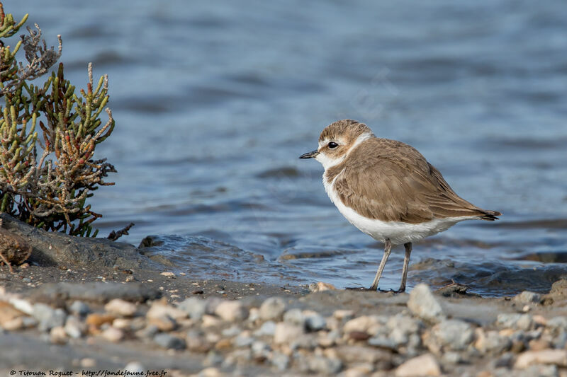 Kentish Plover female adult breeding, identification, close-up portrait, aspect, pigmentation