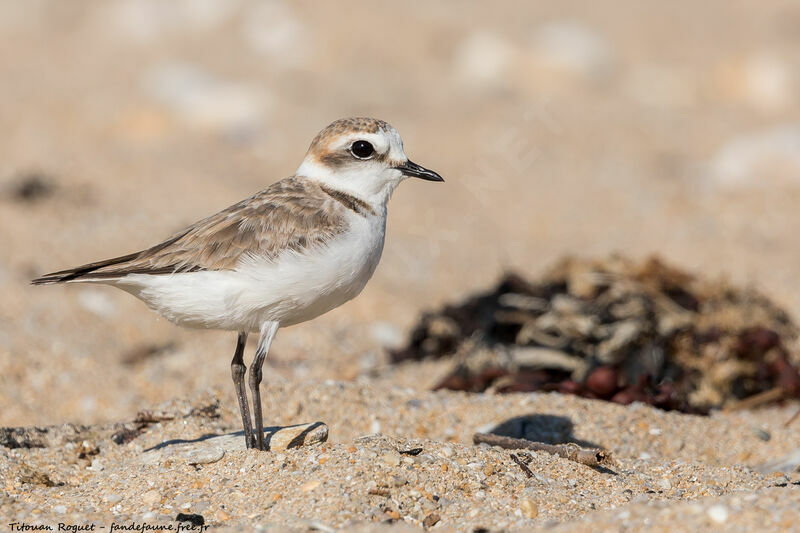 Kentish Plover