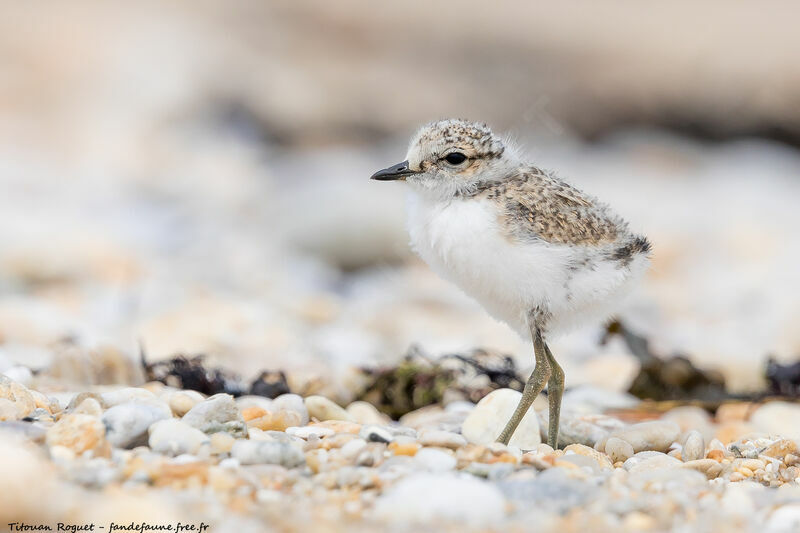 Kentish Plover