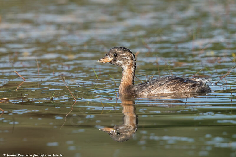 Little Grebe