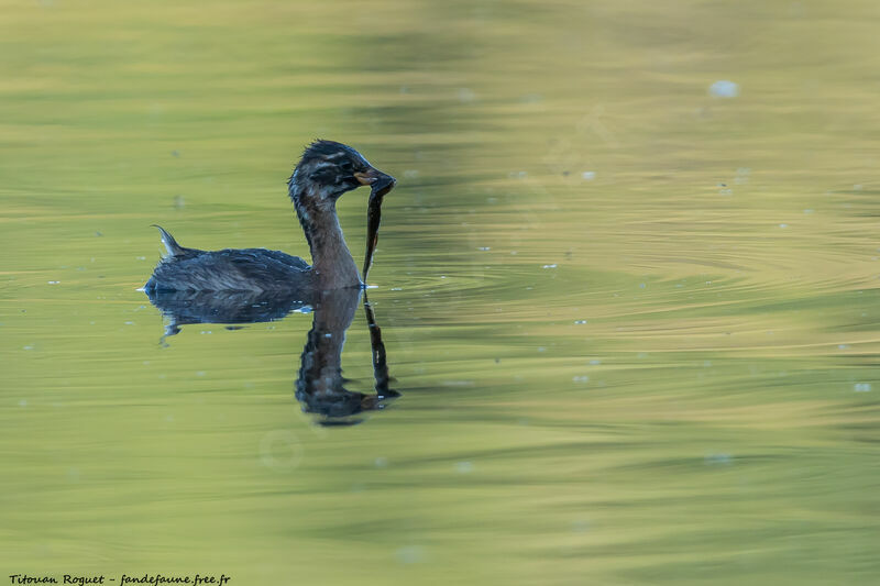 Little Grebe