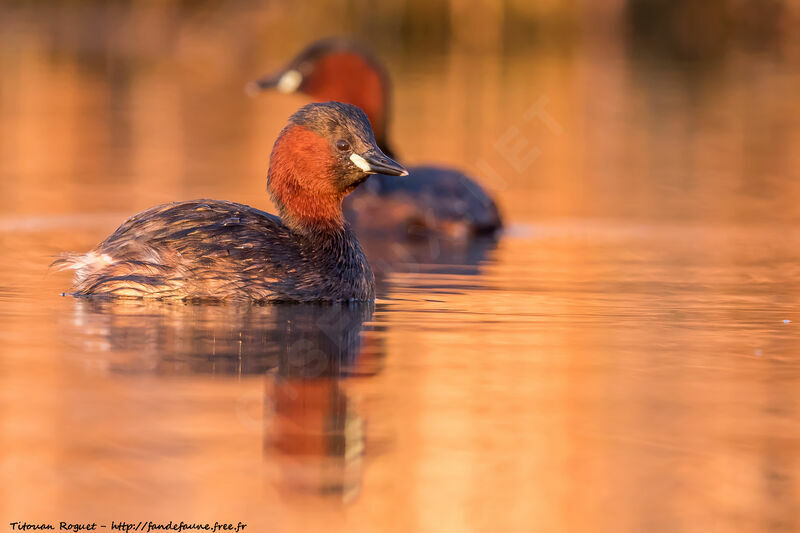 Little Grebe