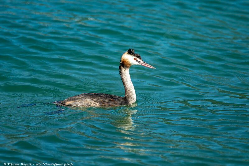 Great Crested Grebeadult, identification