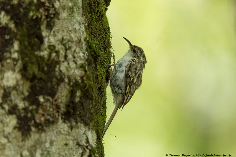 Grimpereau des bois, identification, portrait, composition, pigmentation