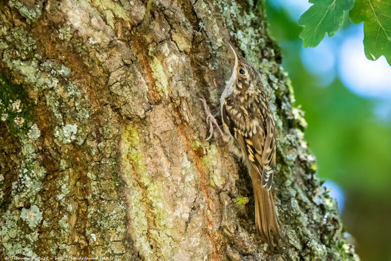 Short-toed Treecreeperadult, identification