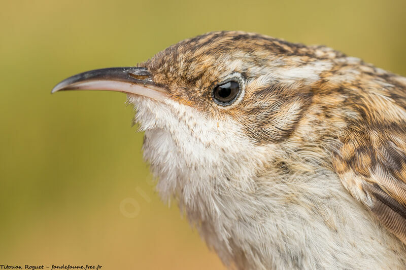 Short-toed Treecreeper