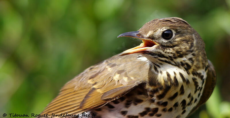 Song Thrush, identification