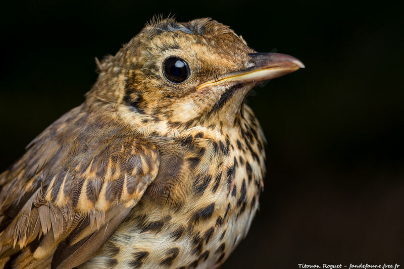 Song Thrush