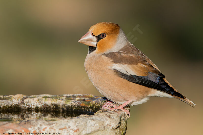 Grosbec casse-noyaux, identification, boit