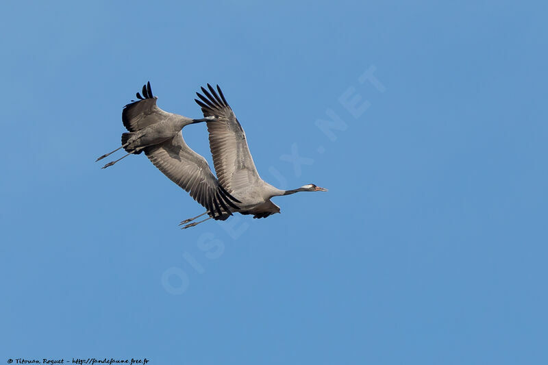 Common Crane, Flight