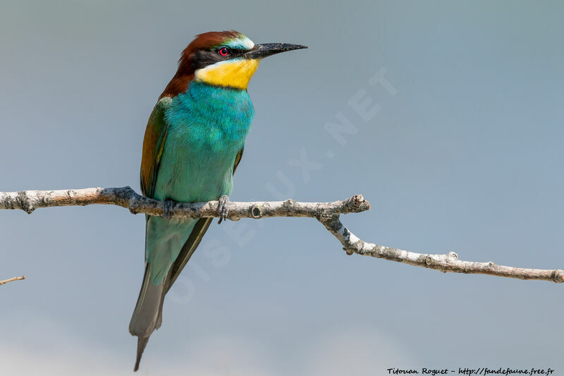 European Bee-eater