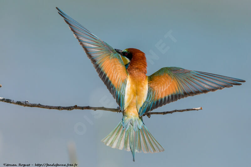 European Bee-eater