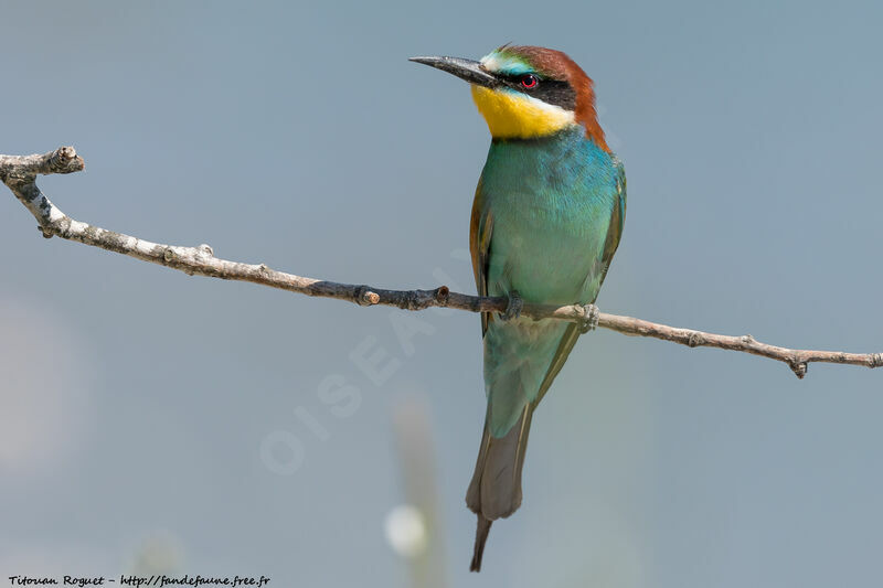 European Bee-eater