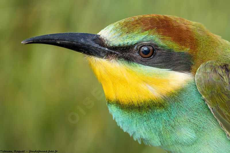 European Bee-eater