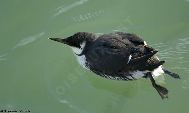 Guillemot de Troïladulte internuptial, identification