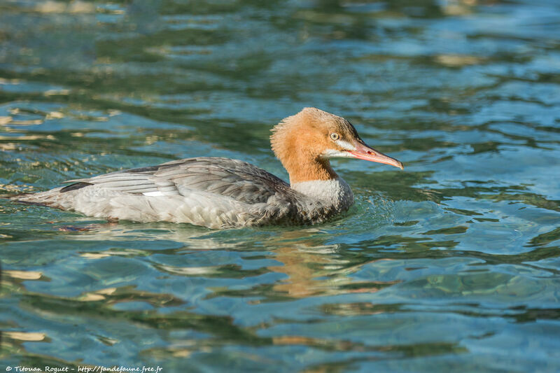 Common Merganser female adult, identification