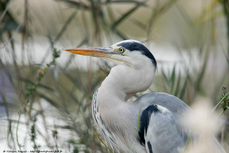 Grey Heron, identification, close-up portrait, aspect, pigmentation