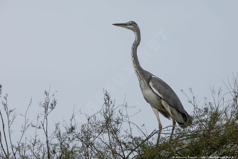 Grey Heron