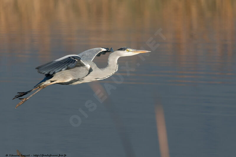 Grey Heron