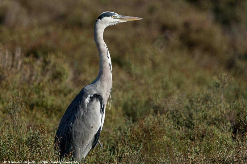 Grey Heron