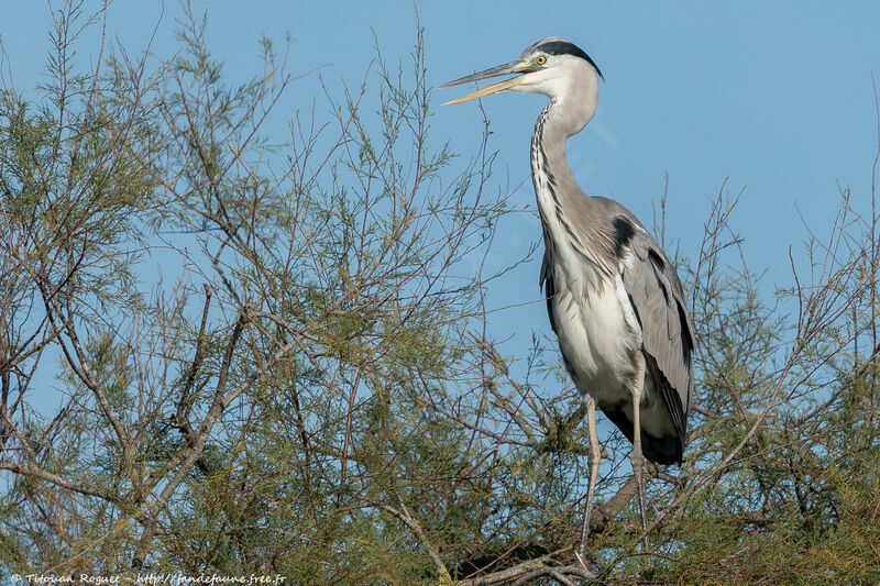 Grey Heron