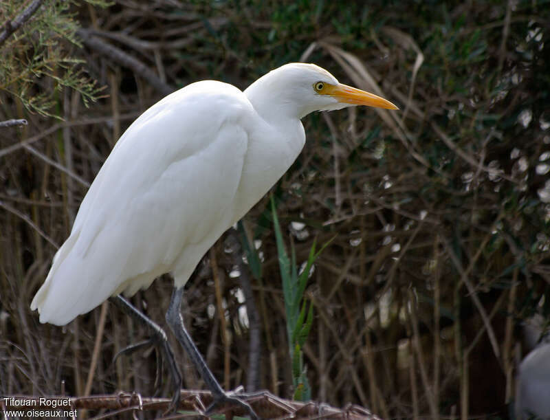 Western Cattle Egretadult post breeding, identification, walking