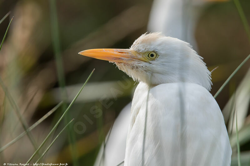 Western Cattle Egretadult, identification, close-up portrait, aspect, pigmentation