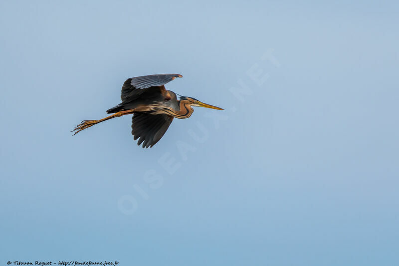 Purple Heronadult, identification, aspect, pigmentation, Flight