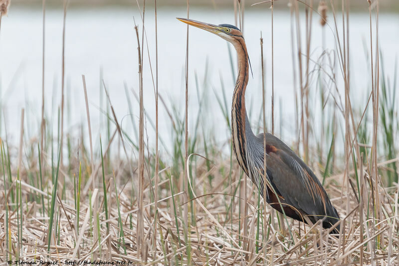 Purple Heron