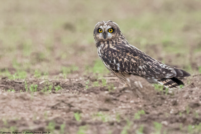 Hibou des marais