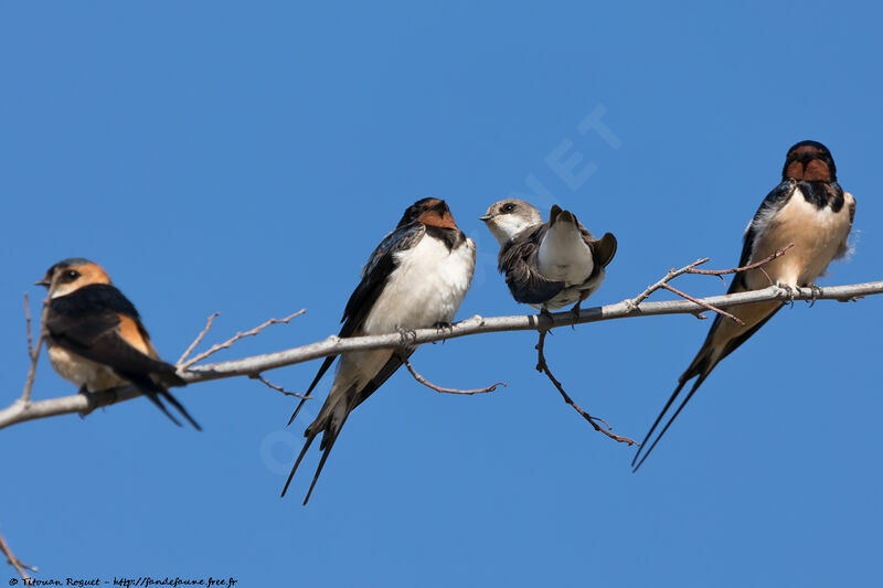 Sand Martin