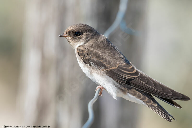 Sand Martin