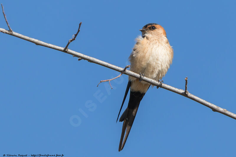 Red-rumped Swallow