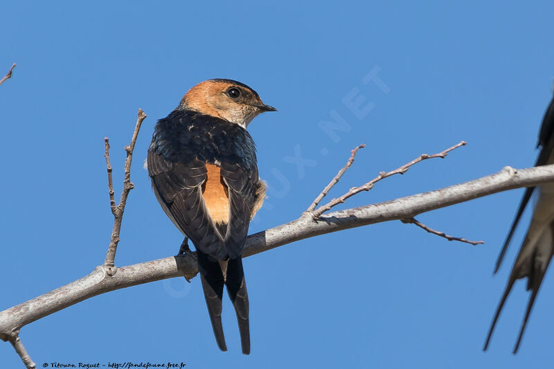 Red-rumped Swallow