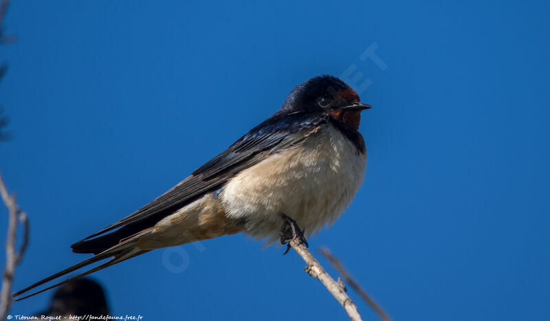 Barn Swallow, identification