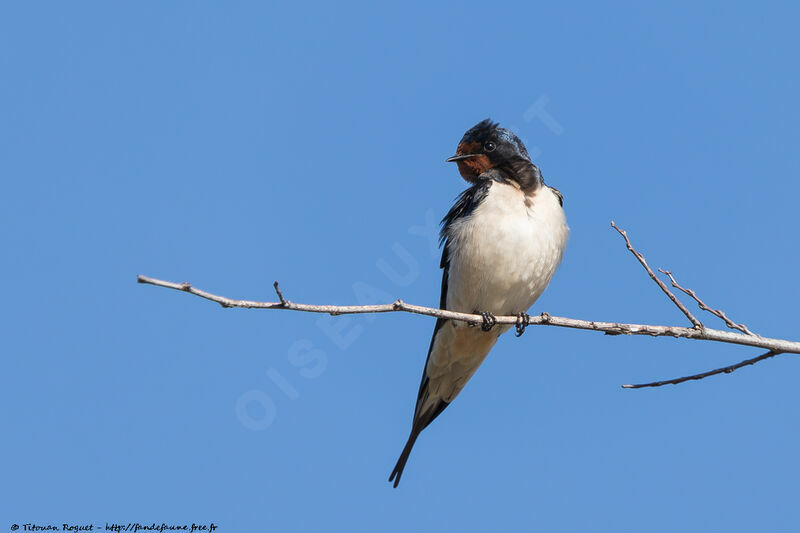 Barn Swallow