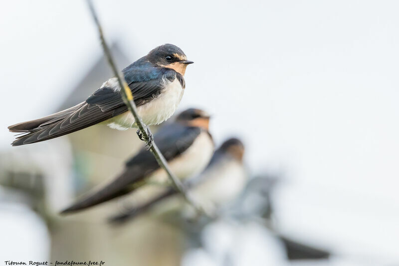 Hirondelle rustique