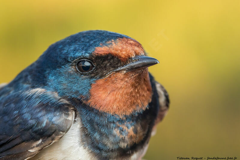 Barn Swallow