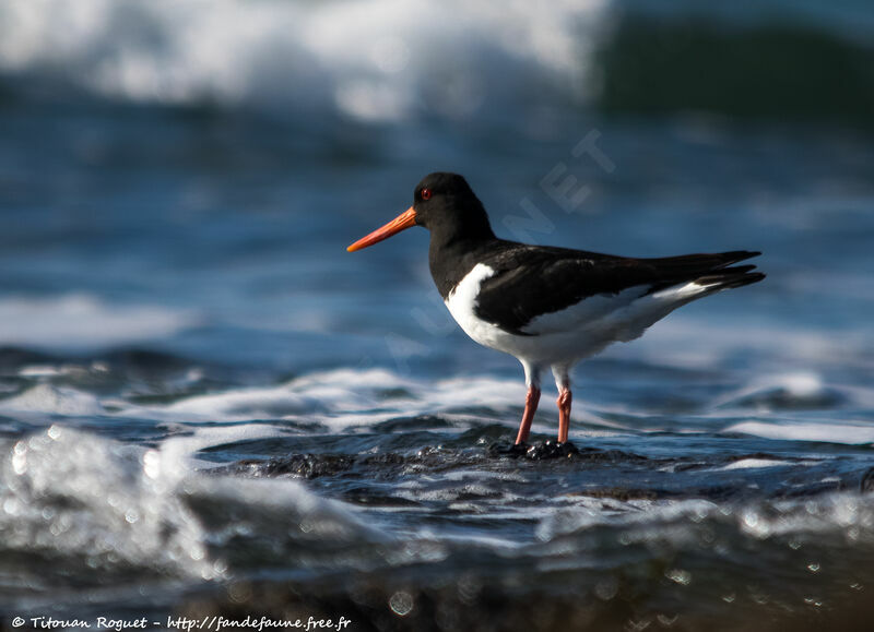 Eurasian Oystercatcher, identification