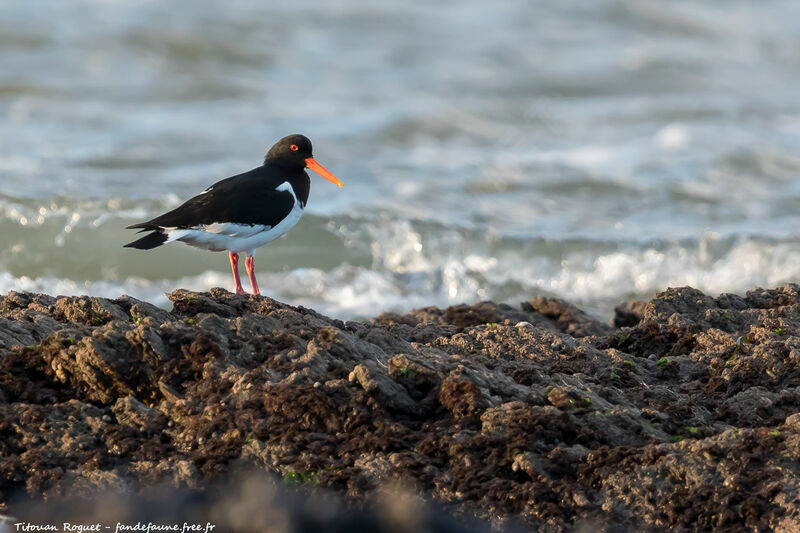 Eurasian Oystercatcher