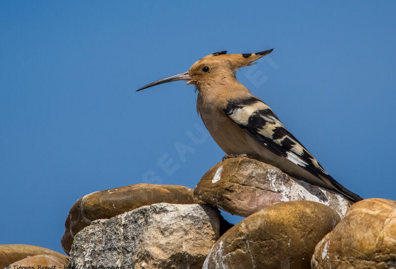 Eurasian Hoopoe, identification