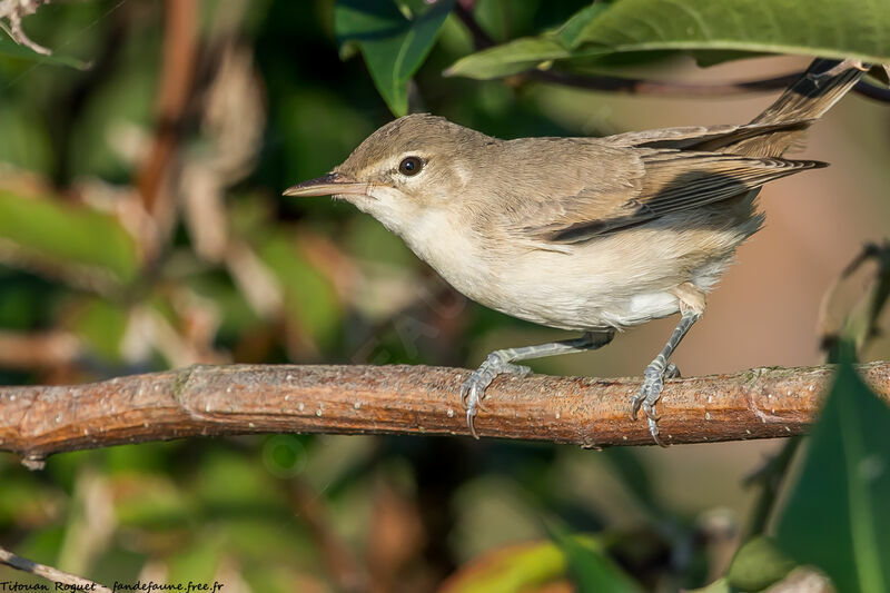 Eastern Olivaceous Warbler