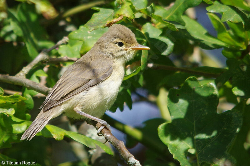 Melodious Warbler, identification