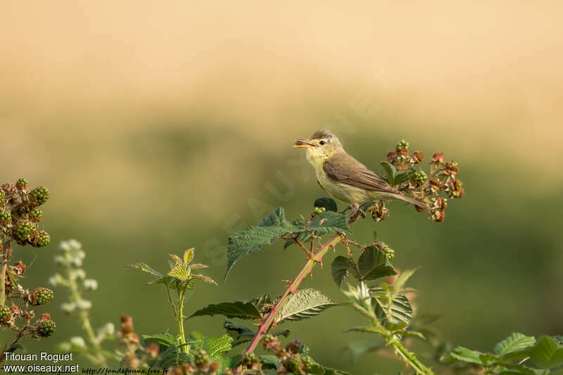 Hypolaïs polyglotteadulte, habitat, régime, mange